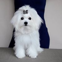 Pure White Maltese Ready for New Home text (johnsonlucian69@gmail.com) Image eClassifieds4u