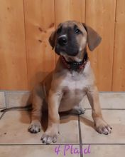 Giant pups for sale.