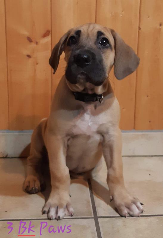 Giant pups for sale. Image eClassifieds4u