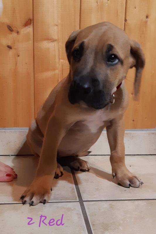 Giant pups for sale. Image eClassifieds4u