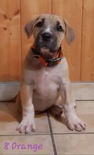 Giant pups for sale. Image eClassifieds4u 2