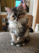 Adorable 12 weeks old Maine Cool kittens available