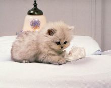 Male and female Munchkin kittens