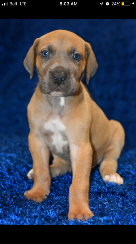 Puppies - Purebred Great Danes Image eClassifieds4u
