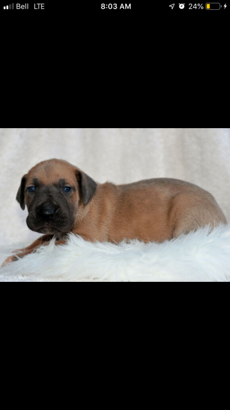 Puppies - Purebred Great Danes Image eClassifieds4u