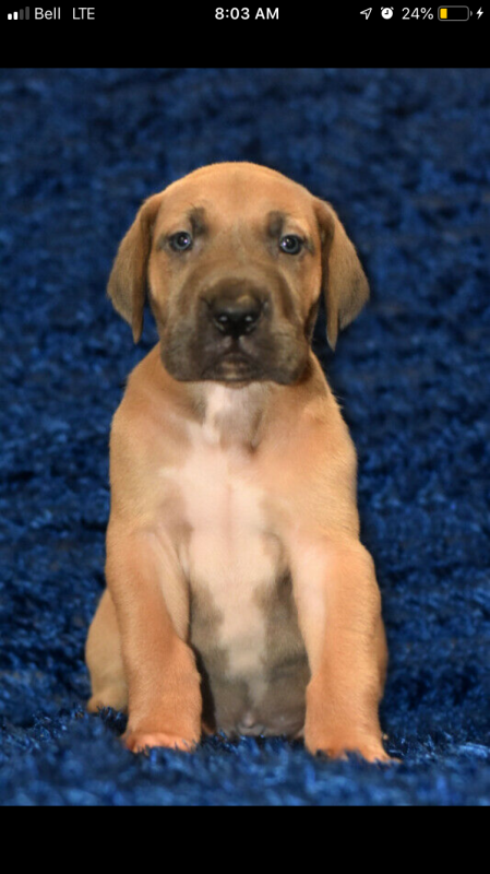 Puppies - Purebred Great Danes Image eClassifieds4u