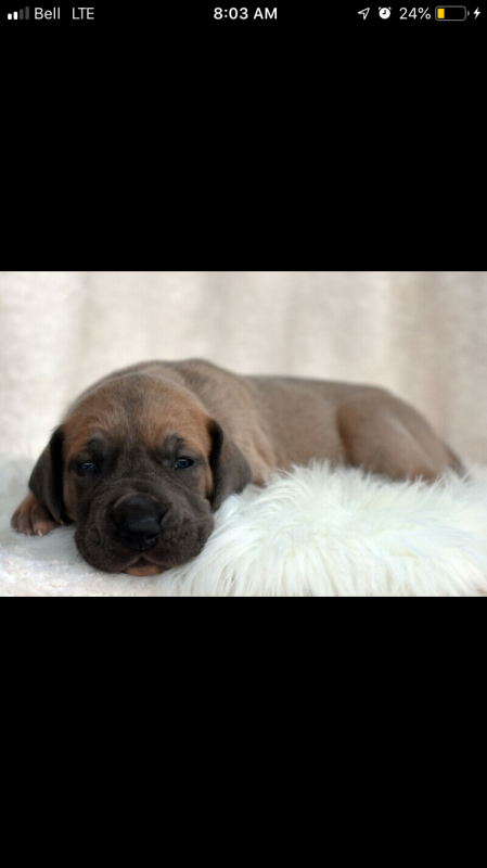 Puppies - Purebred Great Danes Image eClassifieds4u
