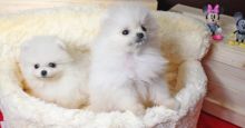 Adorable and Healthy White Pomeranian puppies for rehoming