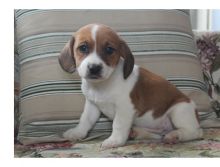 Stunning litter of beagle pups.