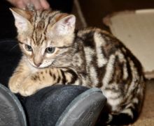Lovely 🐾💝🐾Bengal kittens for adoption🐾💝🐾 Text or call (925) 471-5289 Image eClassifieds4U