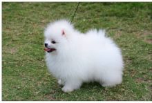 Adorable Princess, Ice White Pomeranian Available!