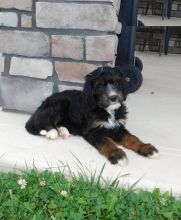 CKC Reg'd Bernedoodle Puppies- 2 LEFT