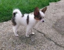 CKC Reg'd Papillon Puppies- 2 LEFT