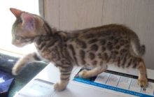 Cute and lovely Bengal kittens