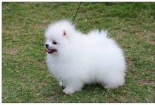 Cute White Pomeranian For Adoption