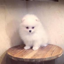 Gorgeous Pomeranian Puppy Available