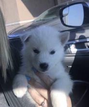 Siberian Husky puppies