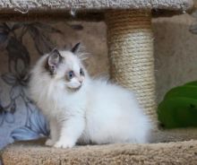 Sweet🐾💝🐾Ragdoll kittens for adoption🐾💝🐾 Text or call (708) 928-5512