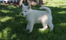 Two amazing Alaskan Malamute puppies.