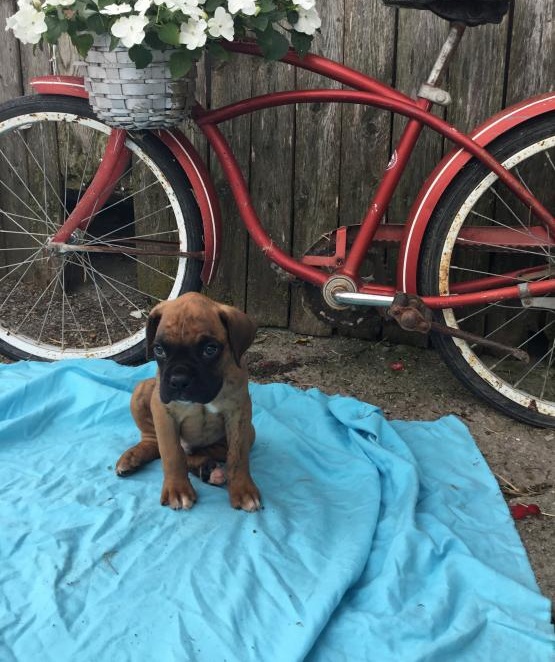 CKC Reg'd Boxer Puppies- 2 LEFT Image eClassifieds4u