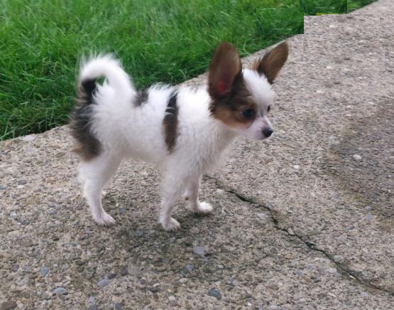 CKC Reg'd Papillon Puppies- 2 LEFT Image eClassifieds4u
