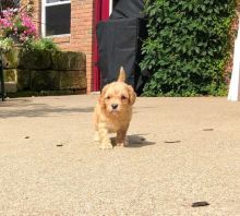 CKC Reg'd Cavapoo Puppies- 2 LEFT Image eClassifieds4U