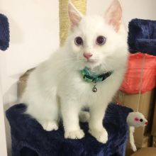 Sweet🐾💝🐾Ragdoll kittens for adoption🐾💝🐾 Text or call (708) 928-5512 Image eClassifieds4U