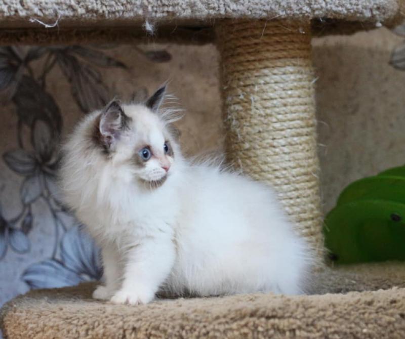 Sweet🐾💝🐾Ragdoll kittens for adoption🐾💝🐾 Text or call (708) 928-5512 Image eClassifieds4u