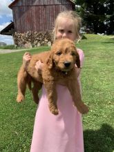 CKC Reg'd Goldendoodle Puppies- 2 LEFT