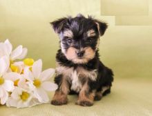 CKC Reg'd Morkie Puppies- 2 LEFT