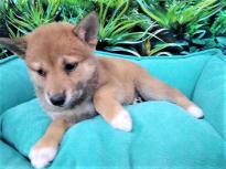 Lovely Shiba Inu Puppies