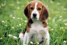 Stunning litter of beagle pups.