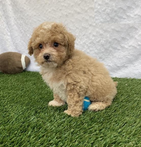 CKC Reg'd Bichpoo Puppies- 2 LEFT Image eClassifieds4u