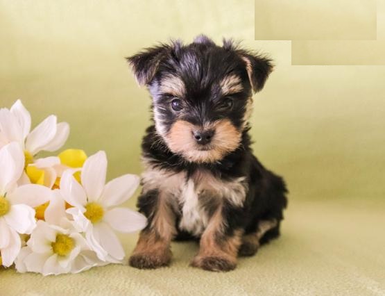 CKC Reg'd Morkie Puppies- 2 LEFT Image eClassifieds4u
