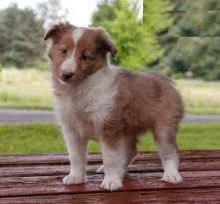 CKC Reg'd Sheltie Puppies- 2 LEFT