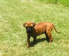 Cutie Bullmastiff Puppies Ready