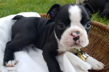 Gorgeous Boston terrier puppies.