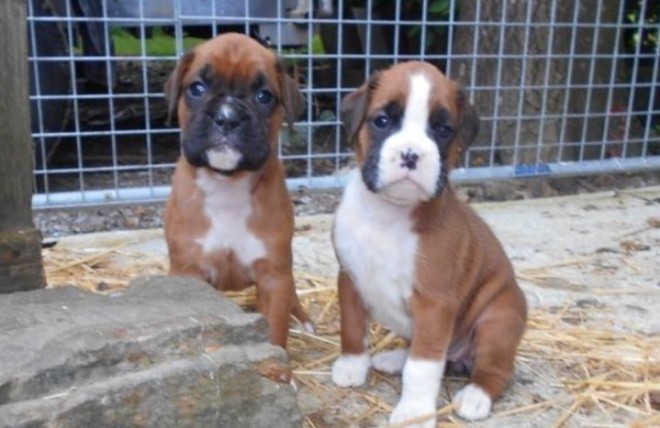 Boxer Puppies For Sale Text us at (346) 360-2211 or email us at yoladjinne@gmail.com Image eClassifieds4u
