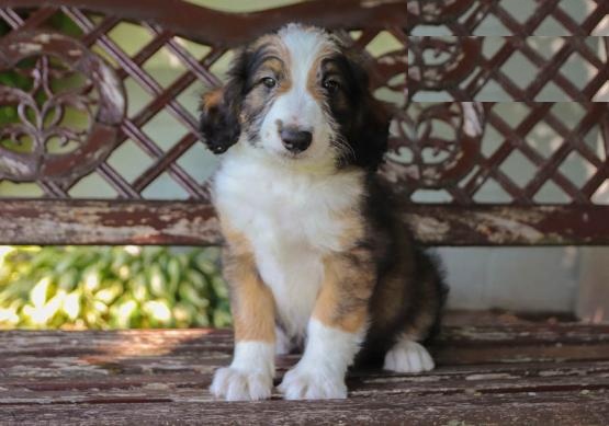 CKC Reg'd Aussiedoodle Puppies- 2 LEFT Image eClassifieds4u