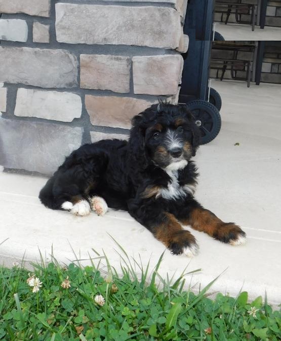 CKC Reg'd Bernedoodle Puppies- 2 LEFT Image eClassifieds4u