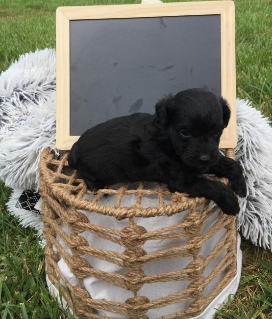 CKC Reg'd Black Yorkiepoo Puppies- 2 LEFT Image eClassifieds4u