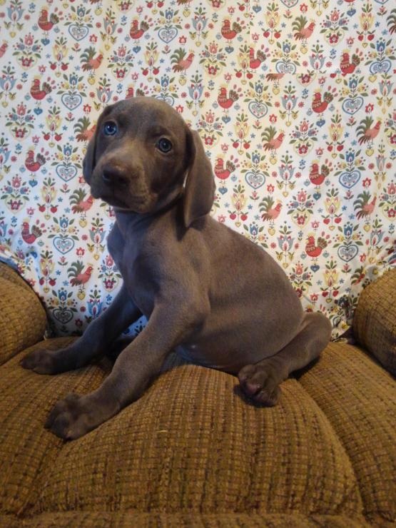 CKC Reg'd Weimaraner Puppies- 2 LEFT Image eClassifieds4u
