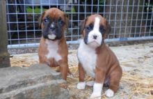 Boxer Puppies For Sale Text us at (346) 360-2211 or email us at yoladjinne@gmail.com Image eClassifieds4u 1