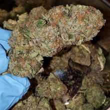 Top quality exotic kush now available Image eClassifieds4u 2