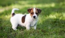 Two Jack Rusell puppies, Male and Female.