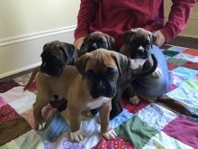 boxer puppies