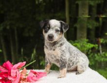 CKC Reg'd Blue Heeler Puppies- 2 LEFT