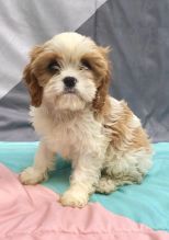 CKC Reg'd Cavachon Puppies- 2 LEFT