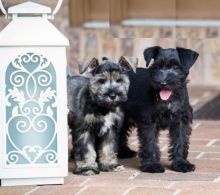 CKC Reg'd Miniature Schnauzer Puppies- 2 LEFT