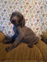 CKC Reg'd Weimaraner Puppies- 2 LEFT